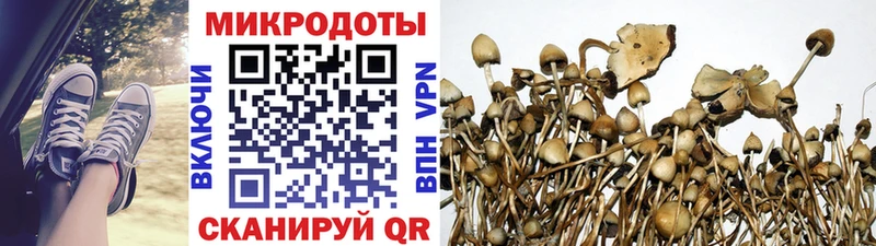 Галлюциногенные грибы Psilocybe  Купить где  Красноармейск 